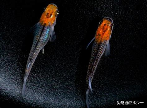 好養觀賞魚|12種養不死的觀賞魚都有哪些？新手都可以輕鬆養好的。